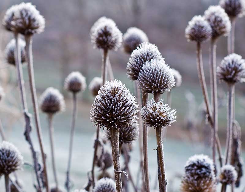 Frökapslar av solhatt echinacea Frökapslar av solhatt echinacea